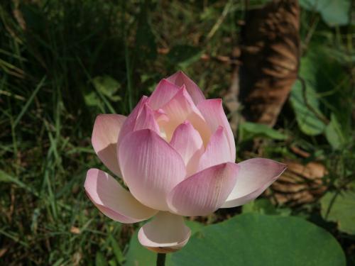 beauty of love-lotus