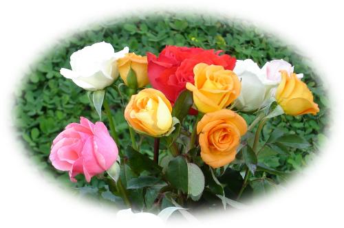 mixed color roses